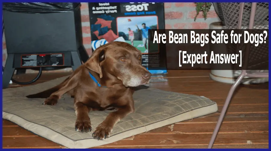 Are Bean Bags Safe for Dogs? [Expert Answer]